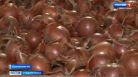 Аграрии Ставрополья собрали 11 тысяч тонн репчатого лука Аграрии Ставрополья собрали 11 тысяч тонн репчатого лука
