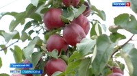 В садах Ставрополья подсчитывают урожай яблок