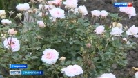 Красочный сентябрь. Где можно насладиться ставропольской осенью в окружении цветов?