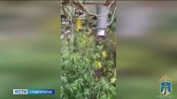 На Ставрополье будут судить наркофермера На Ставрополье будут судить наркофермера