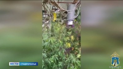 На Ставрополье будут судить наркофермера На Ставрополье будут судить наркофермера