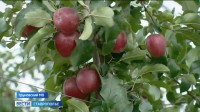На Ставрополье в разгаре сбор яблок На Ставрополье в разгаре сбор яблок