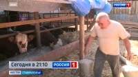 На какую господдержку могут рассчитывать фермеры Ставрополья На какую господдержку могут рассчитывать фермеры Ставрополья