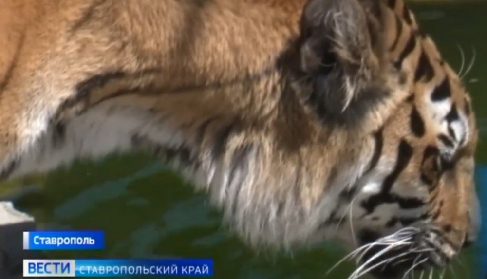 В ставропольском зоопарке поселился тигренок, спасенный бойцами СВО В ставропольском зоопарке поселился тигренок, спасенный бойцами СВО