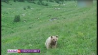 Жителей и гостей Северного Кавказа предупреждают о возможности встречи с медведями Жителей и гостей Северного Кавказа предупреждают о возможности встречи с медведями