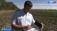 Россельхознадзор проверяет урожай на безопасность Россельхознадзор проверяет урожай на безопасность