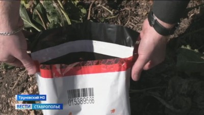 Обнаружить и не пропустить к потребителю. Какие овощи сейчас проверяют на содержание опасных веществ?