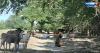 На Ставрополье фермеру запретили пасти скот на землях природного заказника На Ставрополье фермеру запретили пасти скот на землях природного заказника