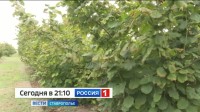 Вкусный и полезный. На Ставрополье собирают фундук Вкусный и полезный. На Ставрополье собирают фундук