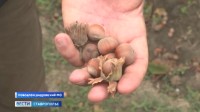 На Ставрополье идет активный сбор фундука