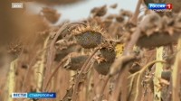 На Ставрополье с полей убирают сахарную свеклу, подсолнечник и кукурузу