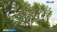 Состояние лесополос проверяют на Ставрополье