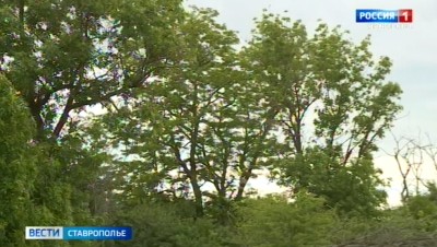 Состояние лесополос проверяют на Ставрополье Состояние лесополос проверяют на Ставрополье