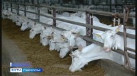 От сырья до готовой продукции: на Ставрополье специалисты проверяют качество молока От сырья до готовой продукции: на Ставрополье специалисты проверяют качество молока