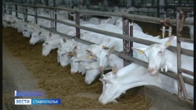 От сырья до готовой продукции: на Ставрополье специалисты проверяют качество молока От сырья до готовой продукции: на Ставрополье специалисты проверяют качество молока