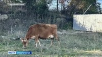В Кисловодске стадо коров поместили на штрафстоянку