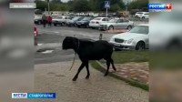 Барана и куриное семейство заметили в Ставрополе Барана и куриное семейство заметили в Ставрополе