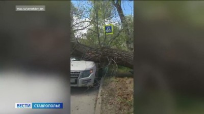 В Пятигорске при укладке в землю труб повредили десятки деревьев В Пятигорске при укладке в землю труб повредили десятки деревьев
