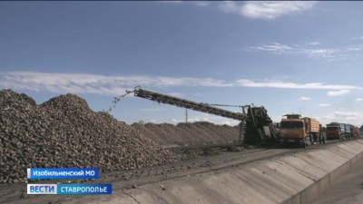 Аграриев Ставрополья радует урожай сахарной свеклы Аграриев Ставрополья радует урожай сахарной свеклы