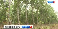 На Ставрополье планируют заложить более 120 гектаров плодопитомников