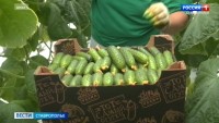 На Ставрополье выросло производство тепличных овощей На Ставрополье выросло производство тепличных овощей