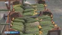 Производство тепличных огурцов на Ставрополье показывает небывалый рост Производство тепличных огурцов на Ставрополье показывает небывалый рост