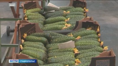Производство тепличных огурцов на Ставрополье показывает небывалый рост Производство тепличных огурцов на Ставрополье показывает небывалый рост
