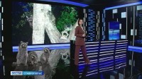 Енотам приглянулся курортный Железноводск Енотам приглянулся курортный Железноводск