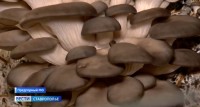 На Ставрополье в самом разгаре сезон сбора грибов На Ставрополье в самом разгаре сезон сбора грибов