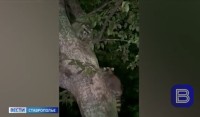 Енотам приглянулся курортный Железноводск Енотам приглянулся курортный Железноводск