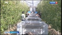 Опыт Ставропольского садоводства получил высокую оценку на Федеральном уровне