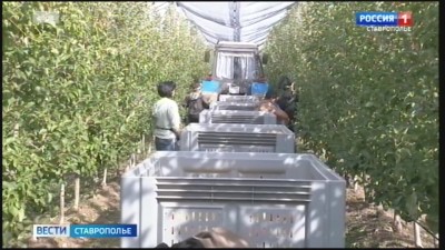 Опыт Ставропольского садоводства получил высокую оценку на Федеральном уровне