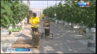 На Ставрополье растет производство овощной продукции закрытого грунта