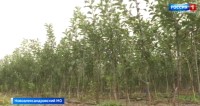 Ставропольские садоводы расширяют территорию под плодовые деревья