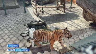 Спасенная бойцами СВО тигрица обживается в Ставрополе Спасенная бойцами СВО тигрица обживается в Ставрополе
