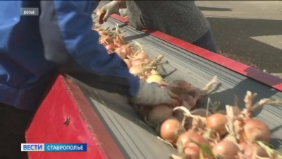 Ипатовские земледельцы завершили уборку лука Ипатовские земледельцы завершили уборку лука