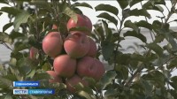 Ставрополье становится яблоневым раем Ставрополье становится яблоневым раем