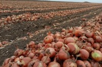 Аграрии спешат завершить все дела на полях до прихода холодов Аграрии спешат завершить все дела на полях до прихода холодов