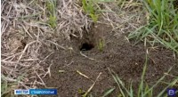 На ставропольских полях растет число прожорливых грызунов На ставропольских полях растет число прожорливых грызунов