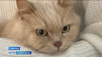 Что делать, если домашнему питомцу стало плохо, и к каким расходам готовиться Что делать, если домашнему питомцу стало плохо, и к каким расходам готовиться