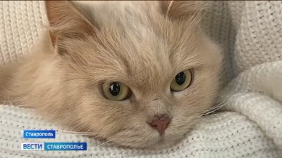 Что делать, если домашнему питомцу стало плохо, и к каким расходам готовиться