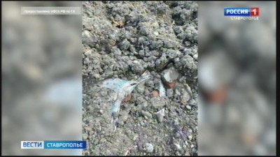 Суд вынес приговор экс‑техдиректору Ставрополькрайводоканала за свалку на горе Бештау