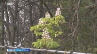 В Пятигорске зацвели каштаны