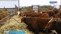 Аграрии Ставрополья уже вовсю готовятся к предстоящим холодам