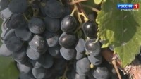 В хозяйствах Ставрополья жаркая пора сбора винограда В хозяйствах Ставрополья жаркая пора сбора винограда