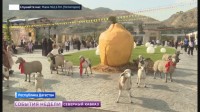 В Дагестане начался сбор айвы В Дагестане начался сбор айвы