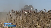 Подсолнечник порадовал ставропольских аграриев высокой урожайностью Подсолнечник порадовал ставропольских аграриев высокой урожайностью