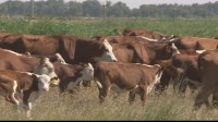 Ставрополье сможет привлекать федеральные средства для увеличения продуктивности молочного стада