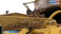 На Ставрополье собрали уже 105 тысяч тонн картофеля