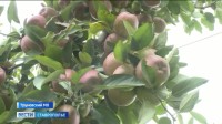 Ставропольские яблоки отправляют бойцам СВО Ставропольские яблоки отправляют бойцам СВО
